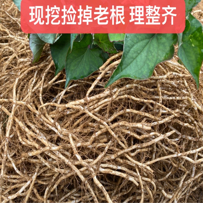 贵州 [新折耳根] 鱼腥草[不带叶子]现挖不洗理顺发货