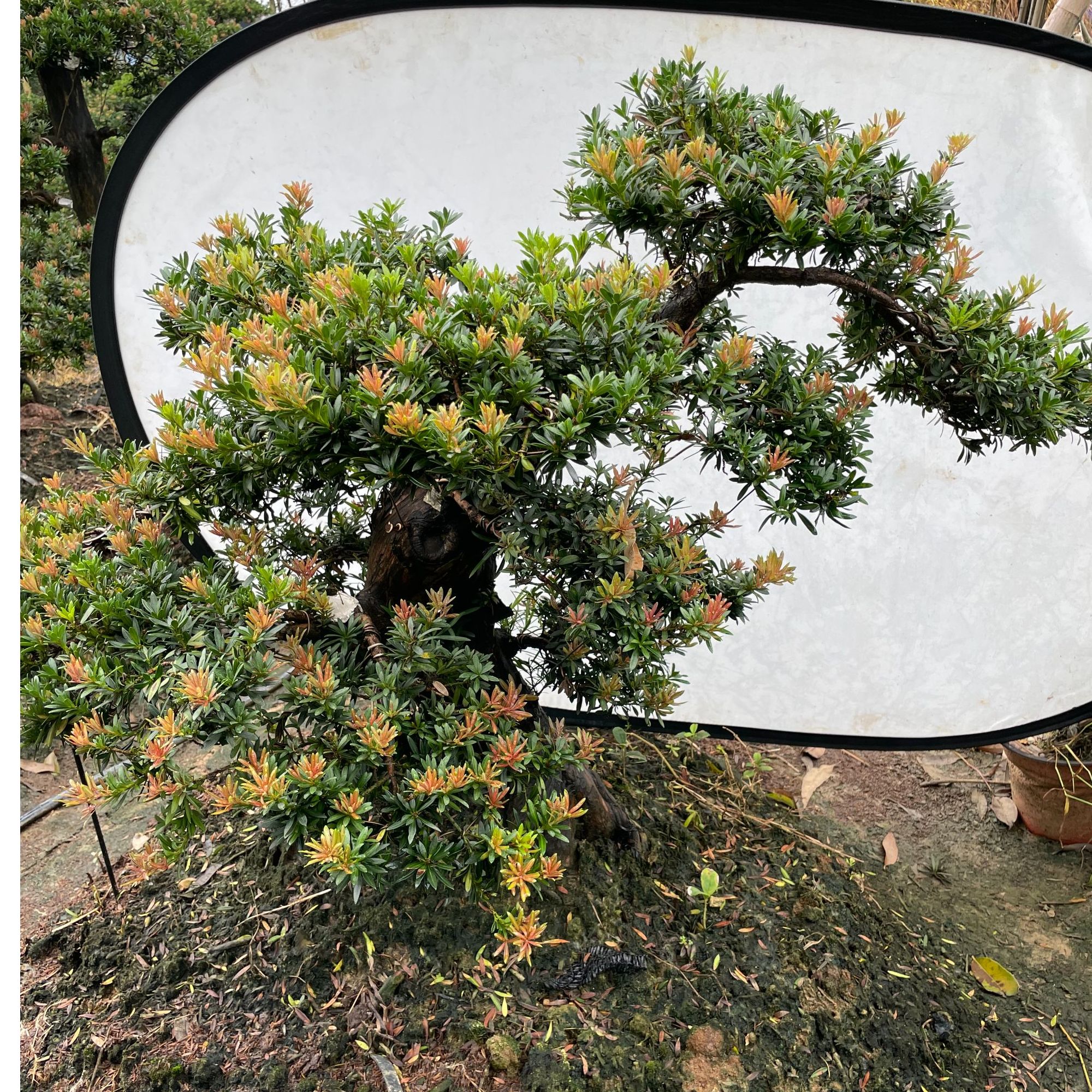 小叶菊花芯罗汉松，小红帽，海岛菊花心，成活发货下单产品