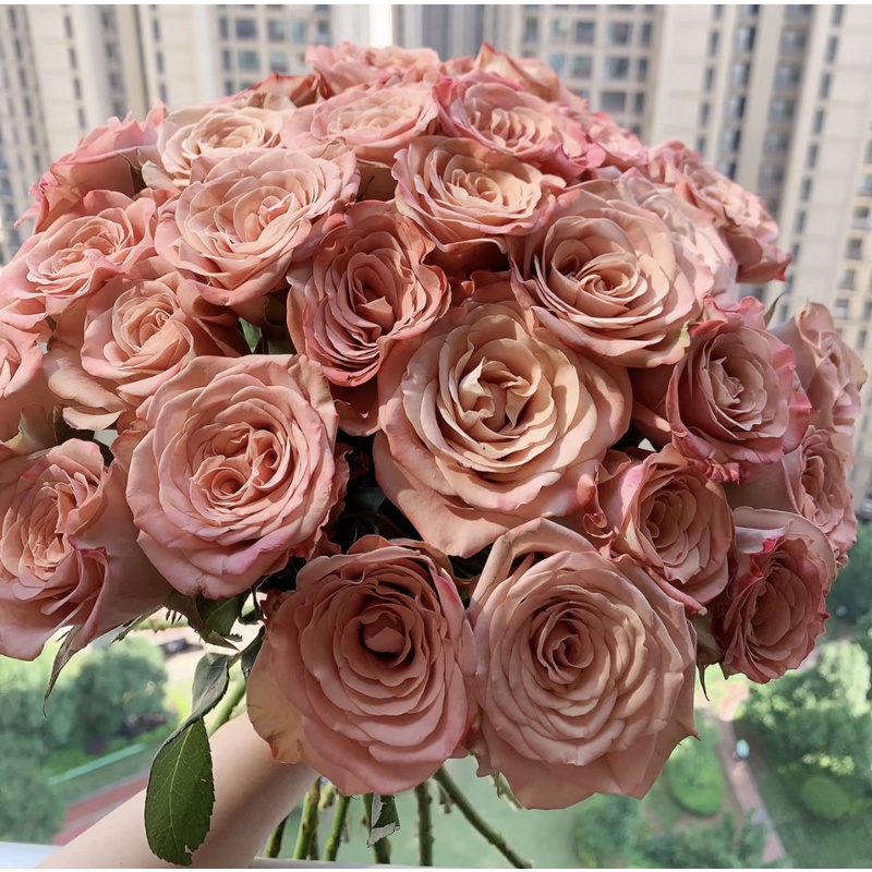 卡布奇诺玫瑰 浪漫鲜花  产地直发 低温地区未拍保温棉冻坏不售后