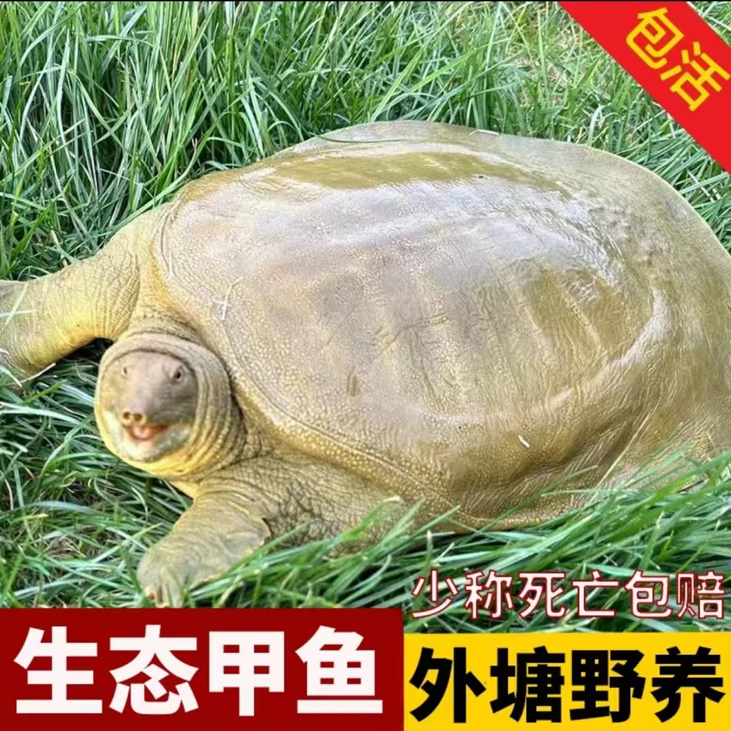 【河南基地直发】B套餐3-4甲鱼组合外塘甲鱼拍一发2 包邮包活