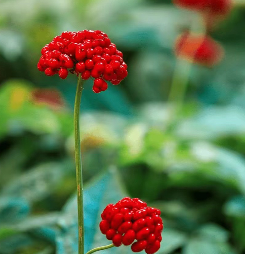 吉林长白山鲜人参--专拍2 直播拍