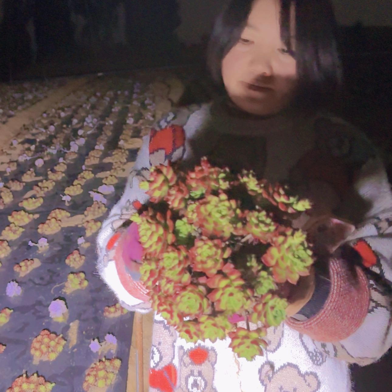 【闪购商品】蒂亚多肉