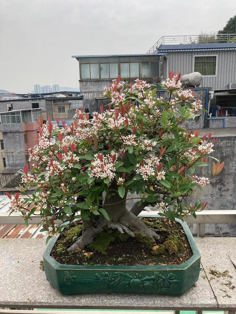 春花栀子花一物一拍