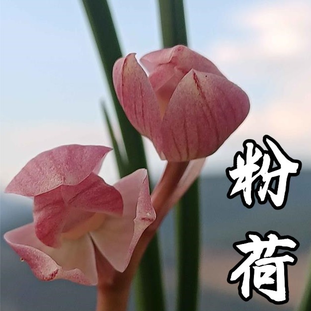 滇西花业 云南大理兰花莲瓣兰 粉荷 花卉盆栽