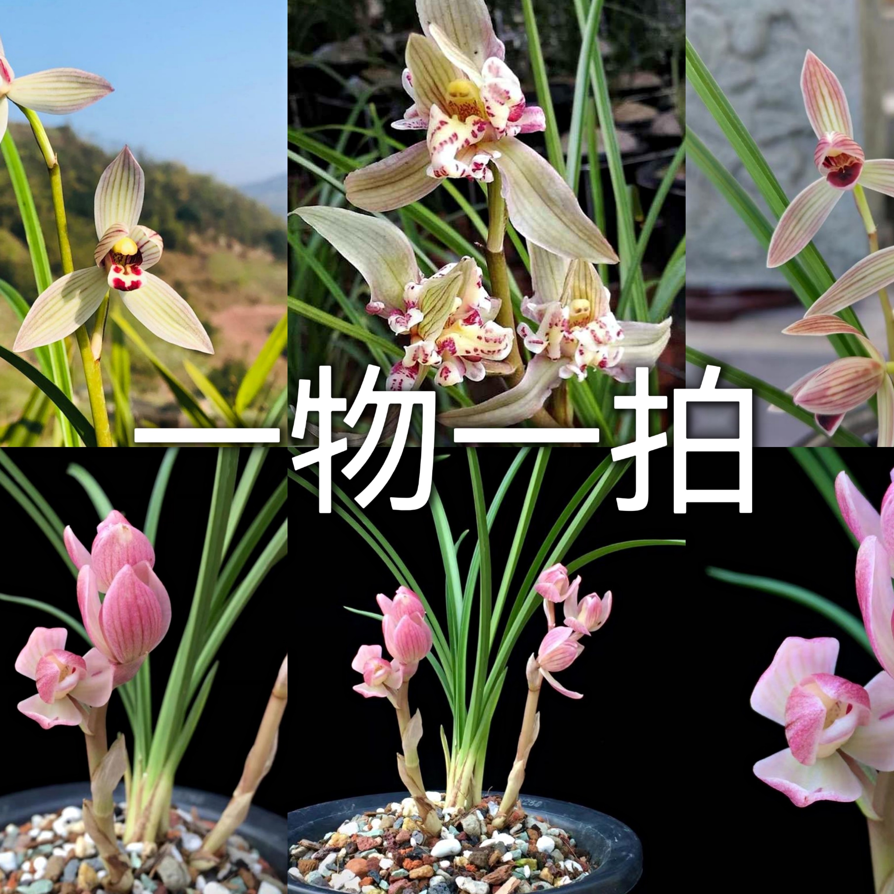 （满免）滇西花业  大理兰花莲瓣兰 直播间兰花，一物一拍②