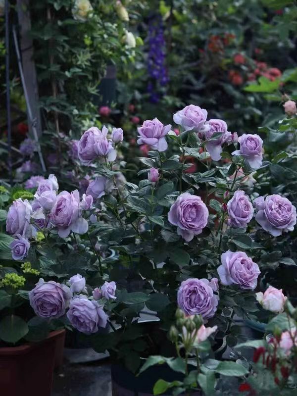 月季花蓝暴淡紫苗多季勤花植物庭院阳台灌木浓香玫瑰花卉丰花植物