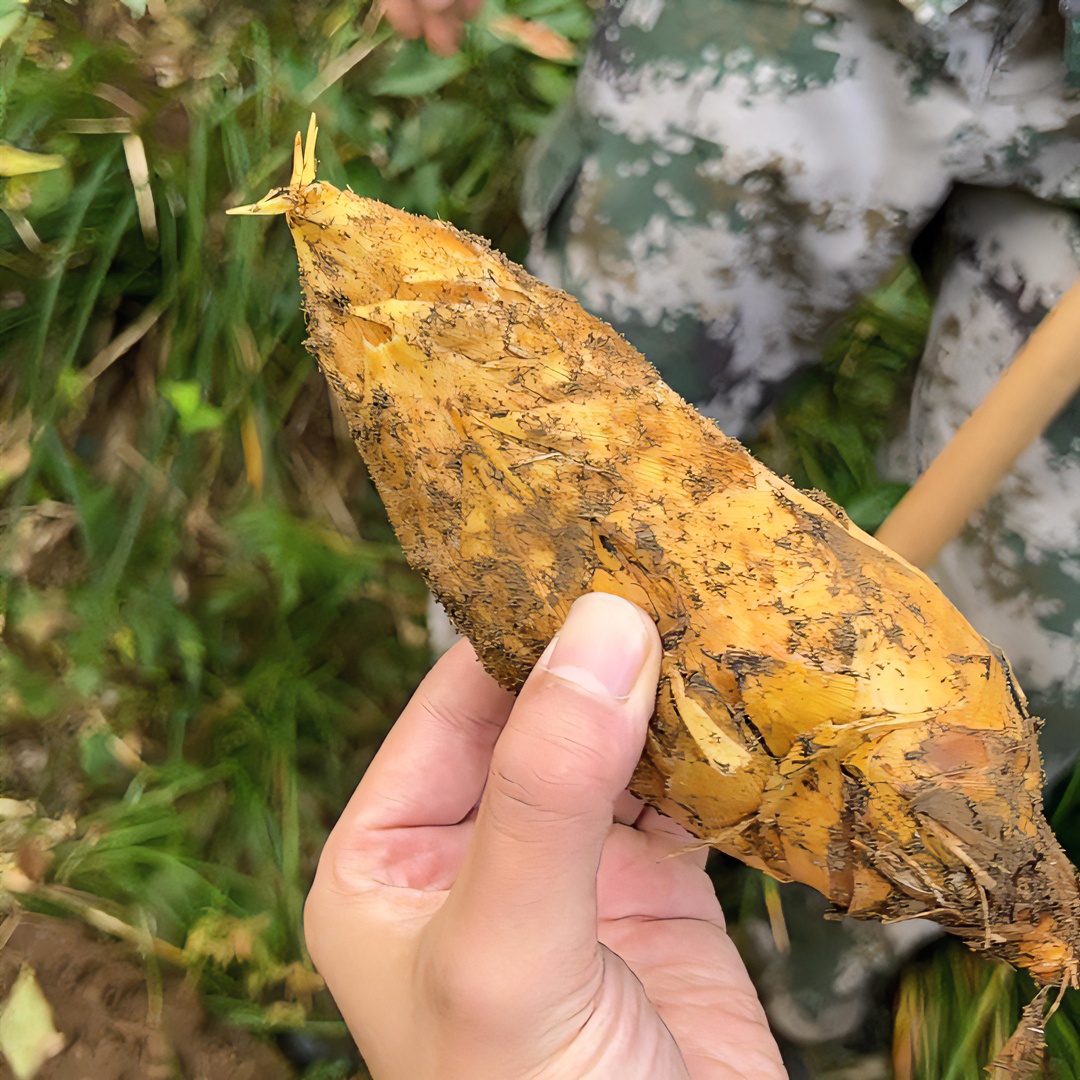 【景溪福利】【2~3两果】浙江安吉冬笋白嫩新鲜营养味美爽口1kg-2.5kg