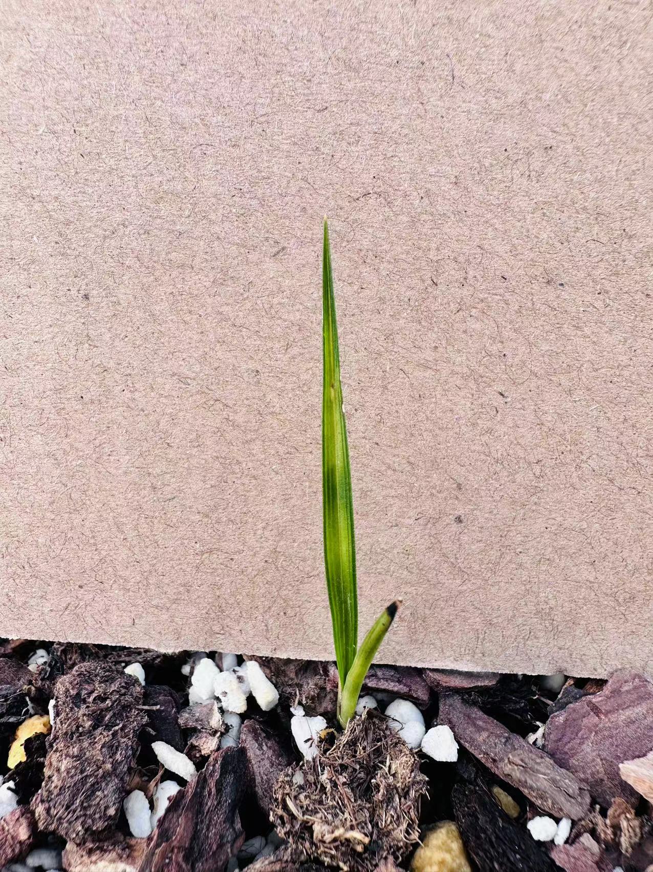 【四季青花卉】惠兰盆景草 