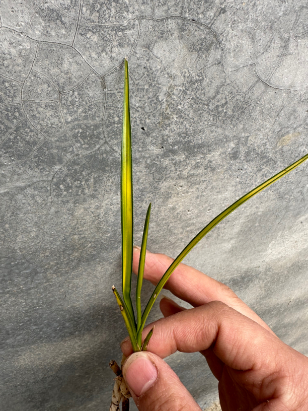 蕙兰变形中途盆景草