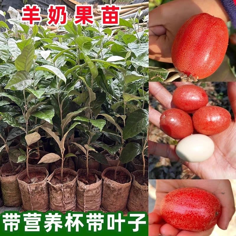 纯甜无酸德甜二号羊奶果大果羊奶果带土带叶基地直发