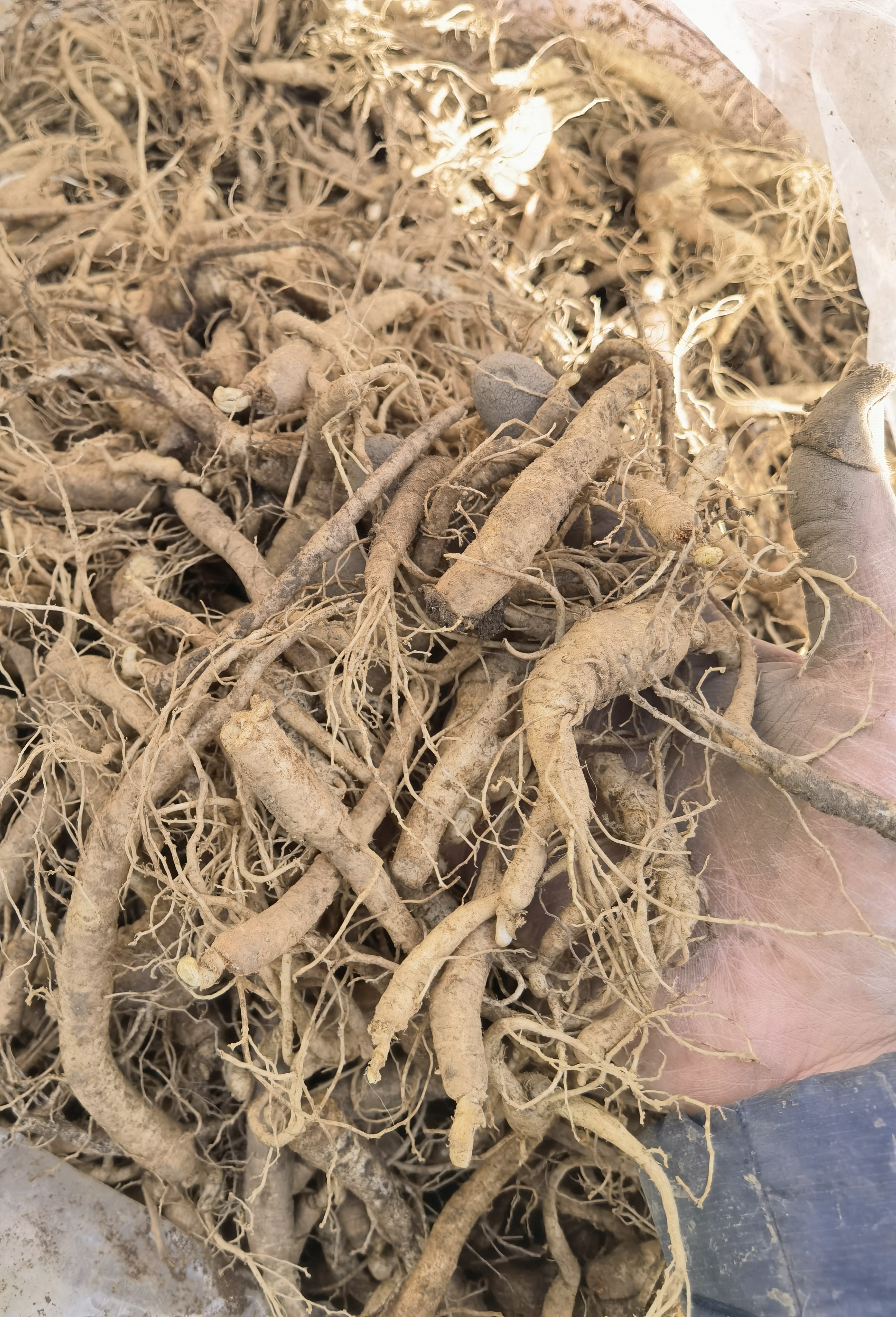 西洋参，林下西洋参小，断残都会有，自用品，介意勿拍