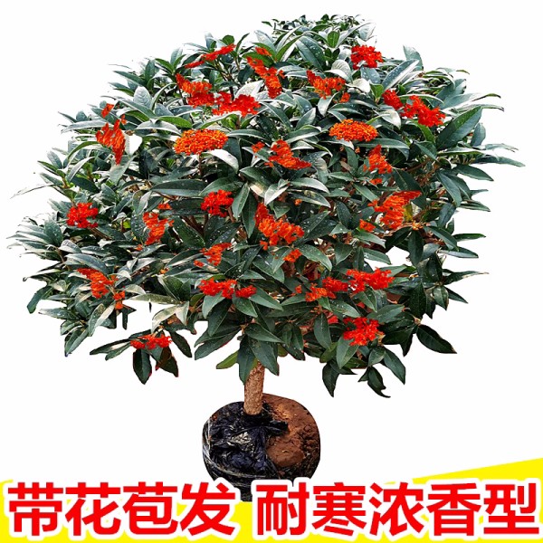 桂花树苗盆栽四季常青花卉沉香嫁接八月金桂花庭院室内外阳台植物