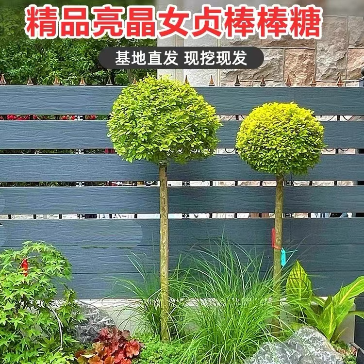 棒棒糖亮晶女贞绿植小叶女贞花镜植物基地直销四季常青大型盆栽