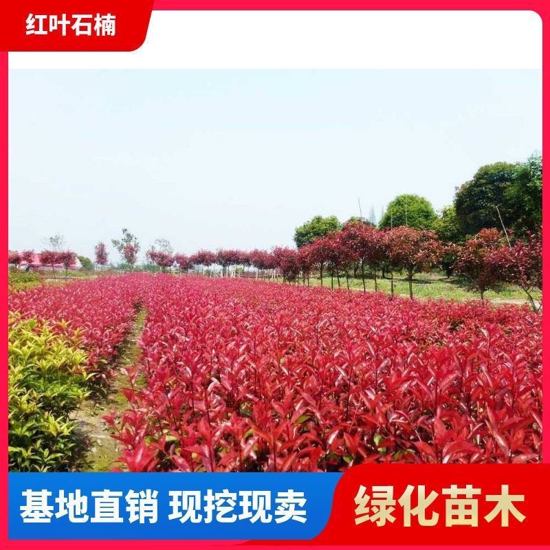 红叶石楠树苗石楠球绿化树苗庭院绿植工程苗篱笆围墙植物四季常青