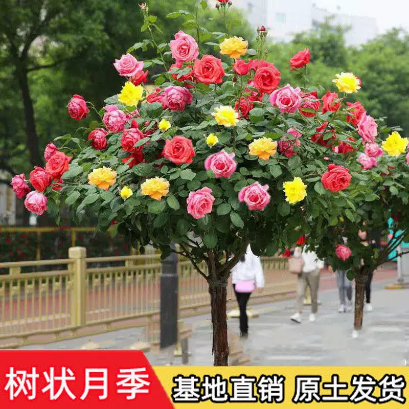 树桩月季多色阳台盆栽嫁接独杆特大花苗浓香庭院花卉高杆四季开花