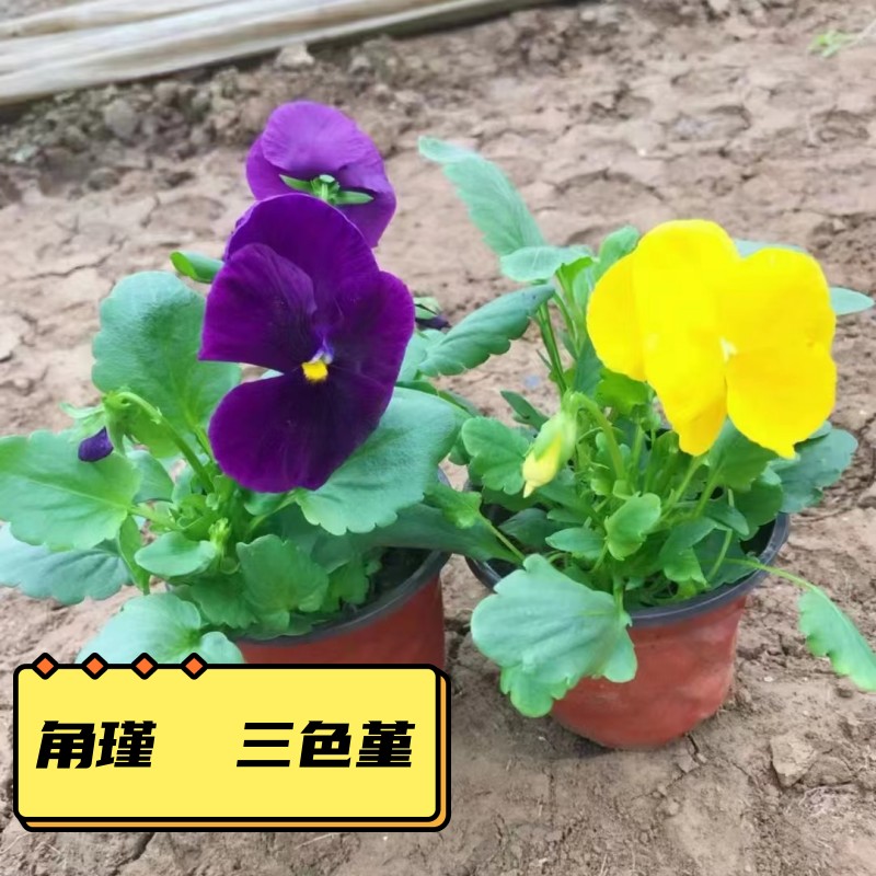 角堇三色堇耐寒花卉植物室内外阳台庭院绿化观赏盆栽花苗多色混色