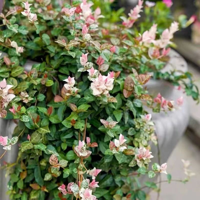 花叶络石盆栽络石庭院四季垂吊耐热耐寒植物好养花卉绿植室内大型