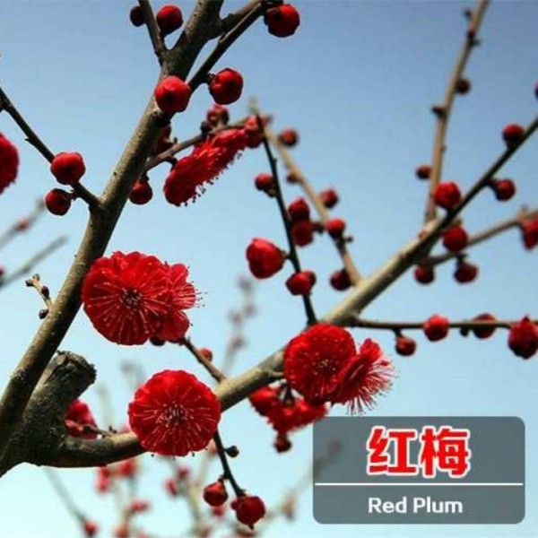 榆叶梅树苗红梅绿梅腊梅树苗盆栽耐寒花卉植物阳台冬季开花浓香型