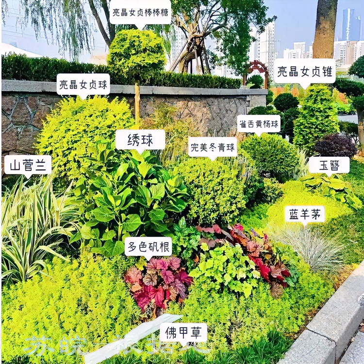 庭院四季常青蓝冰柏南羊毛薰衣草大吴风草矾根景观花卉室内玉簪花