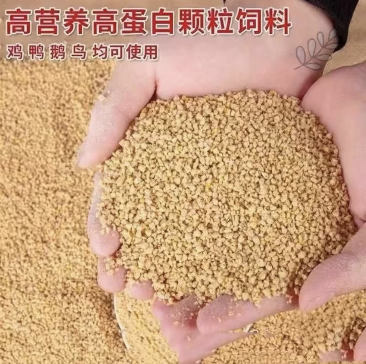 青脚麻羽鸡饲料好喂养