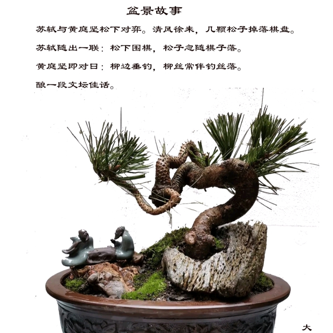 黑松盆景盆景素材矮霸黑松