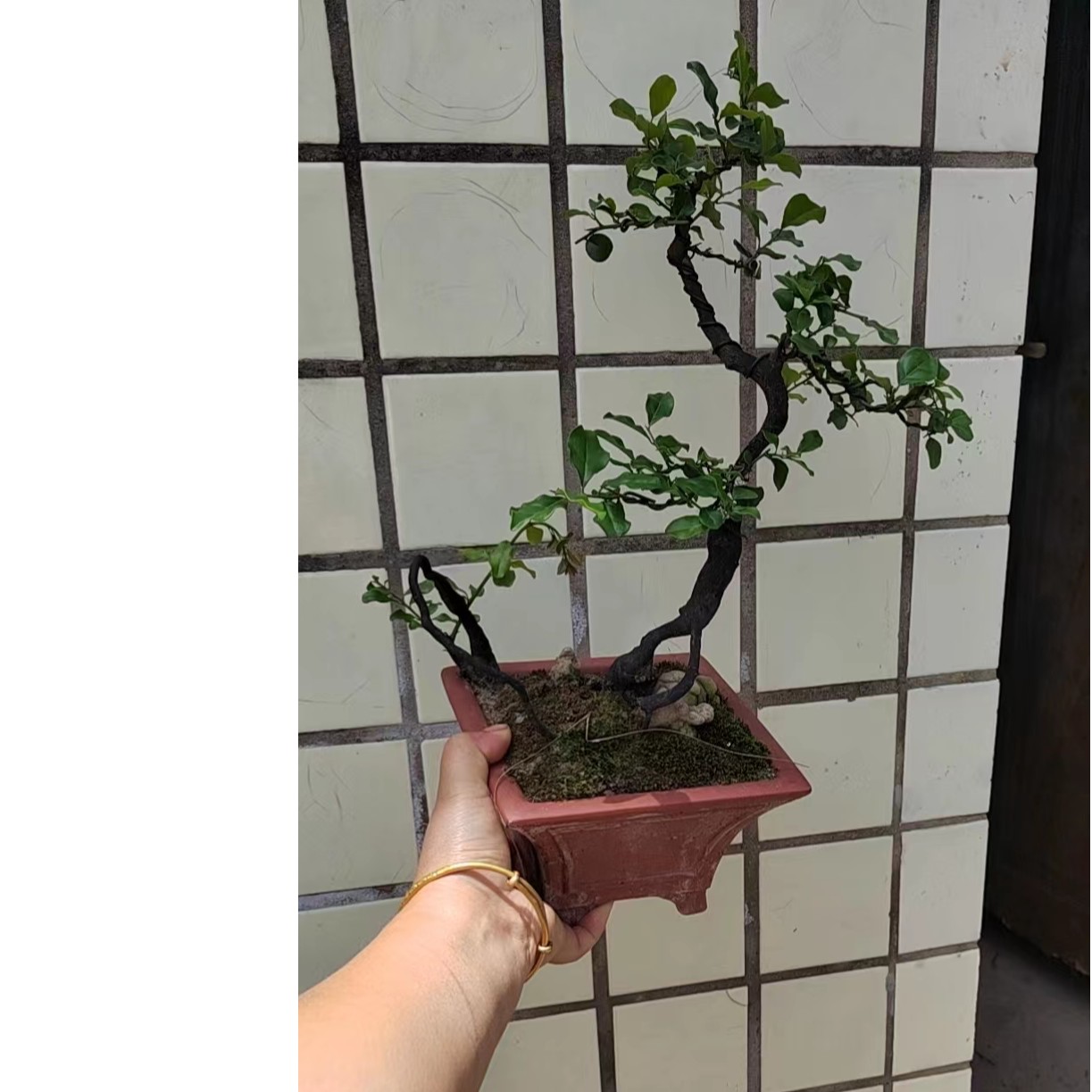 金弹子盆景观花观果
