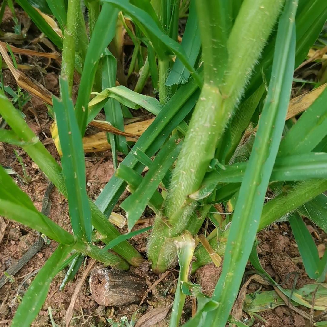 100棵金华粮草多年生高产耐寒耐旱耐热育苗好种植
