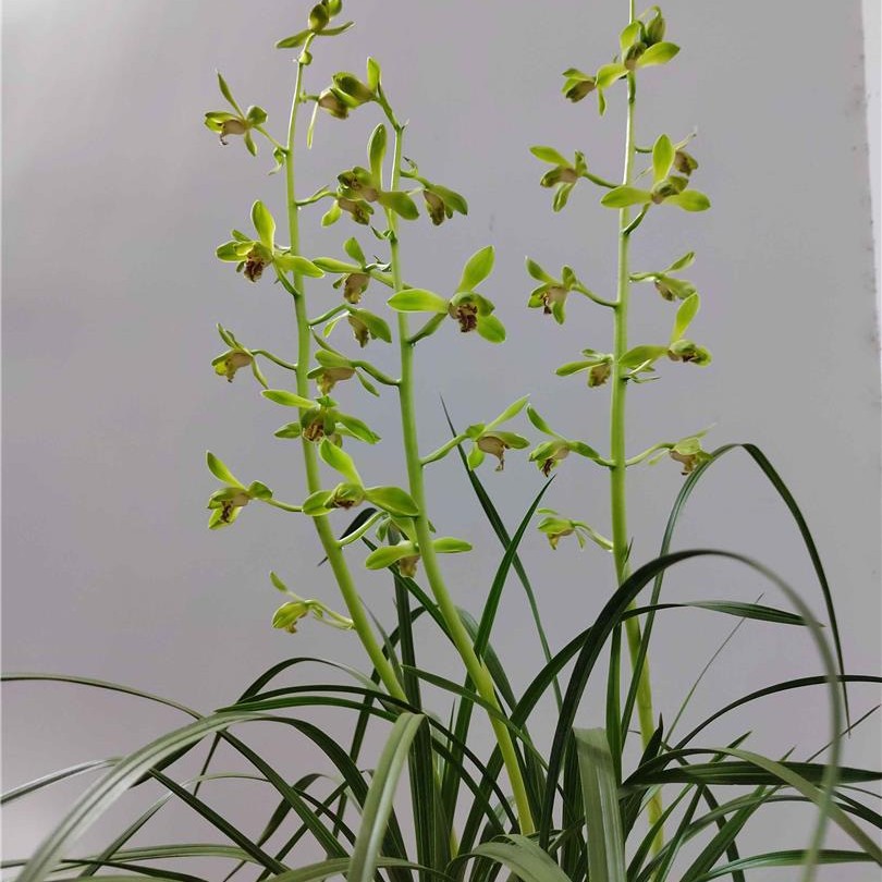 蕙兰老八种绿蕙梅瓣之首大一品