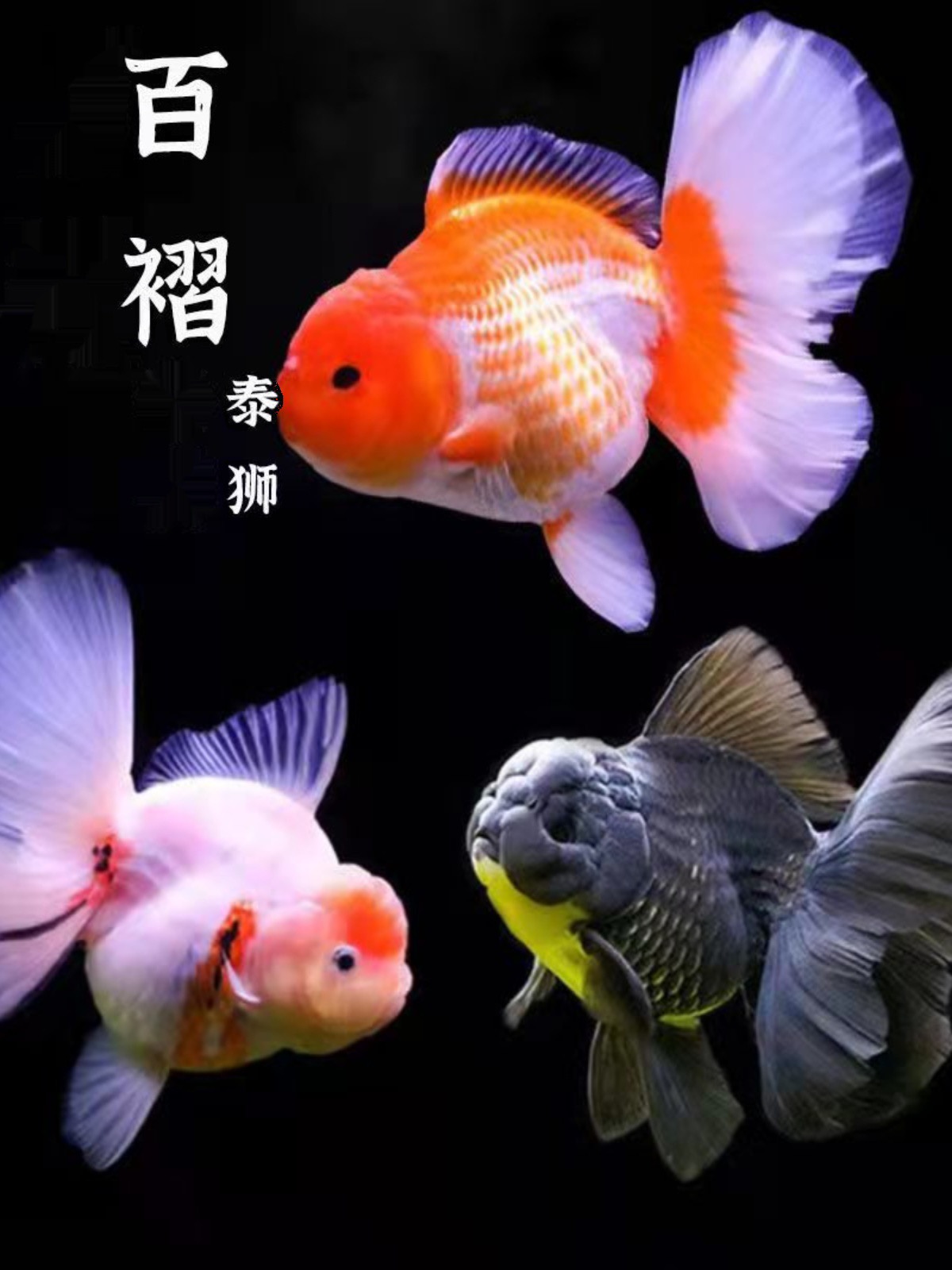 泰狮金鱼冷水鱼广温鱼百褶泰狮好养活不爱死