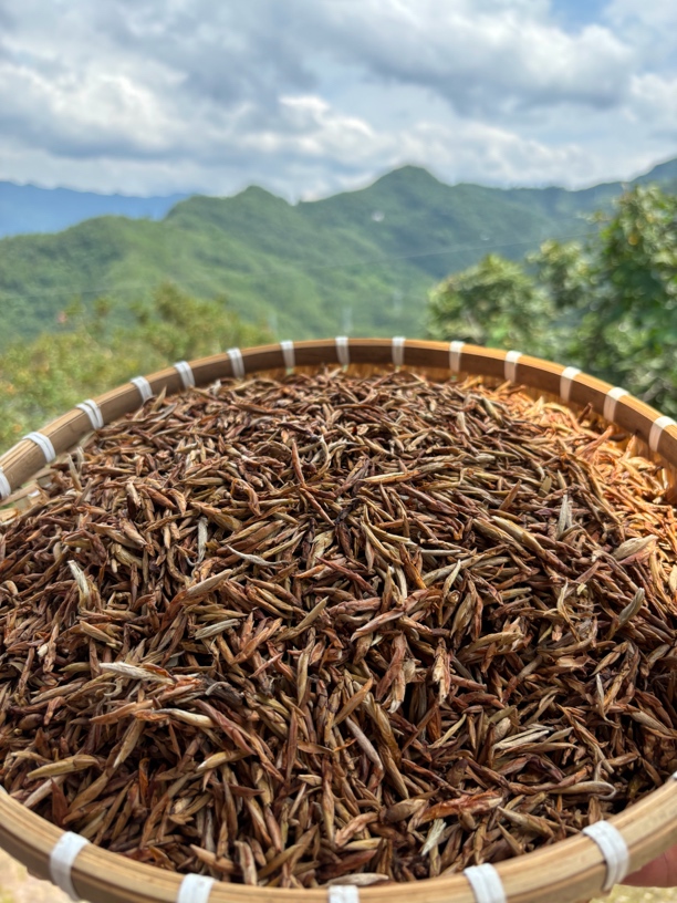 四川本地高山老鹰芽，全芽孢