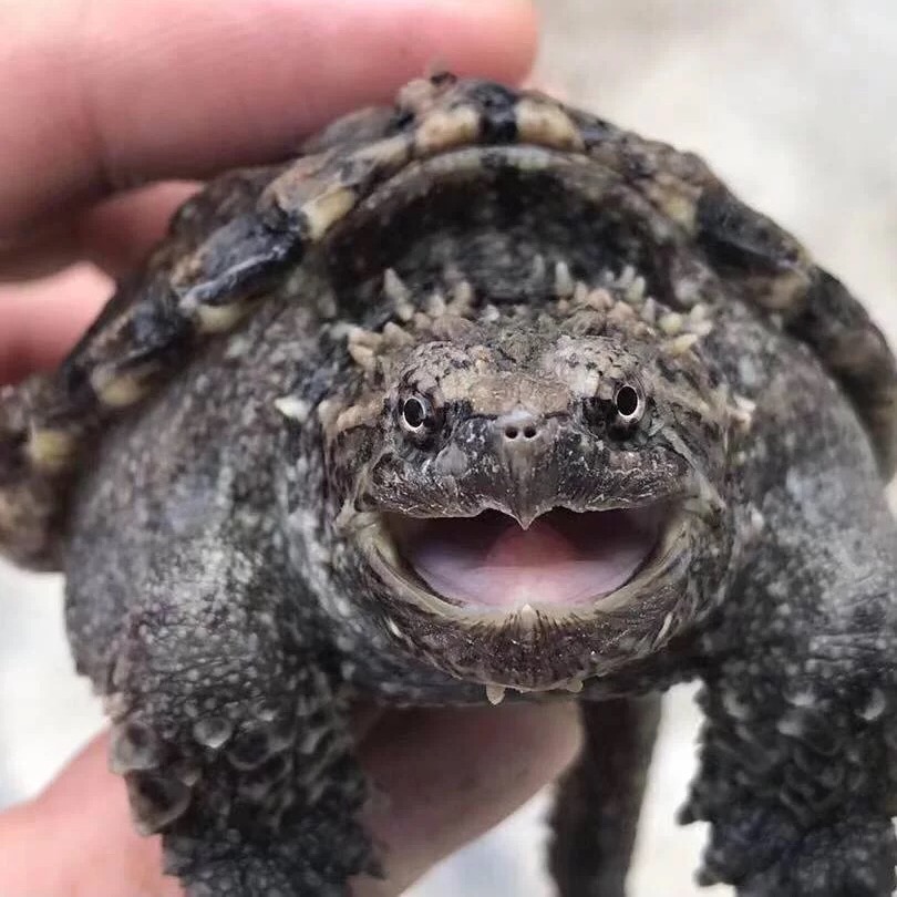 （直播）人工养观赏龟直播间