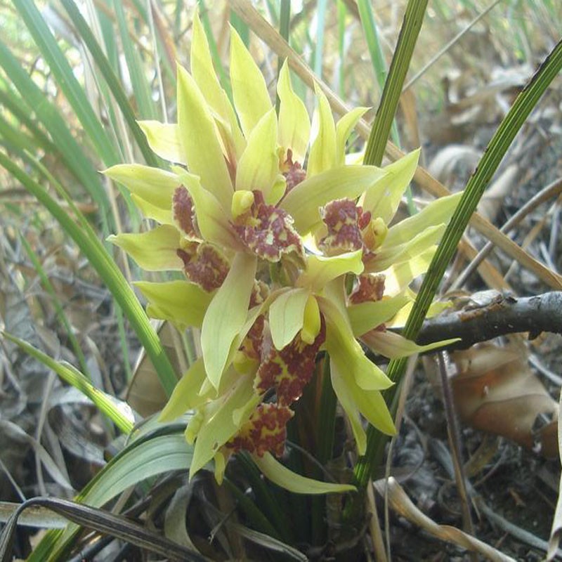 花期时候带花苞浓香型蕙兰好养易成活室内盆景盆栽