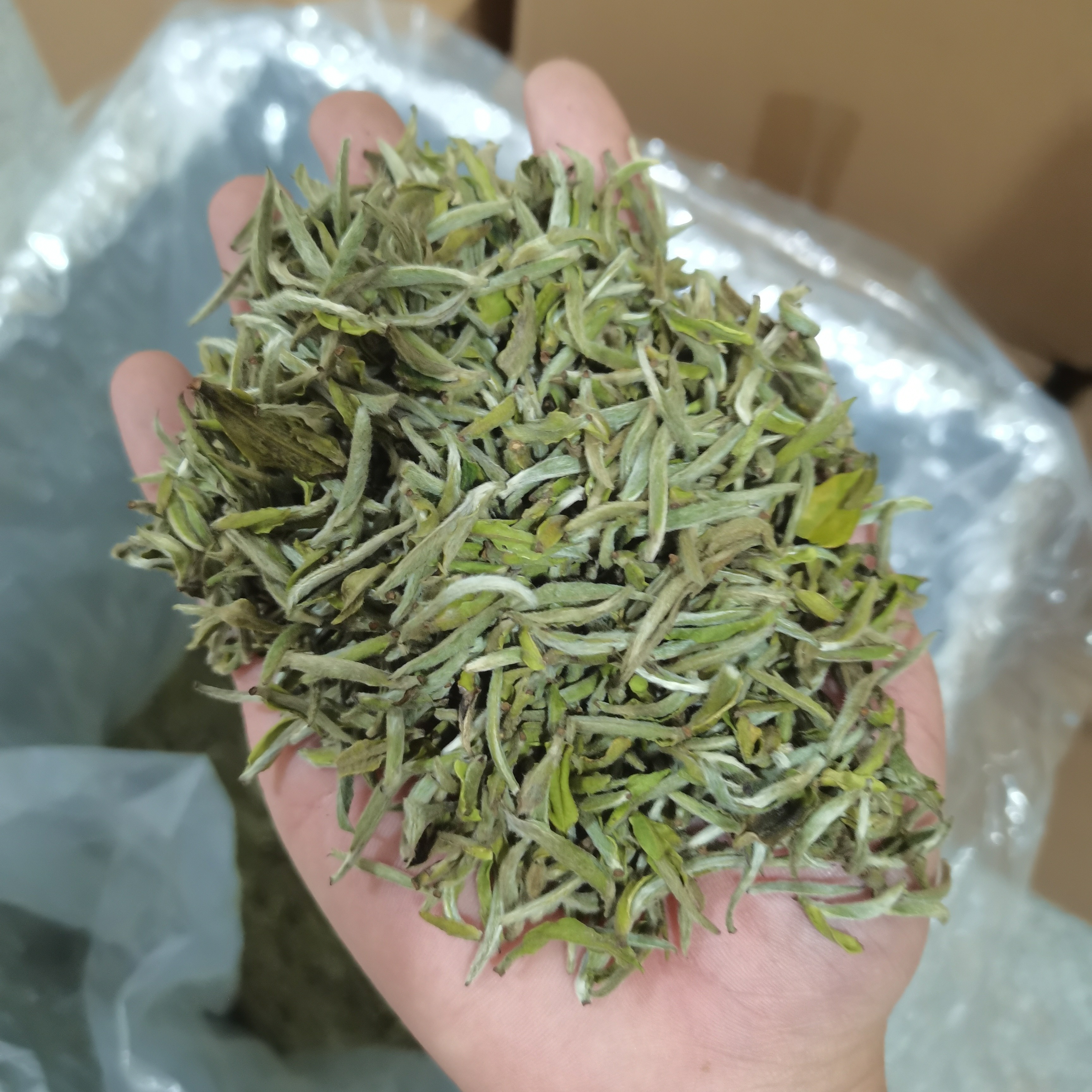 2024年头采白豪银针（内有样品，一次性包装拆封不退）