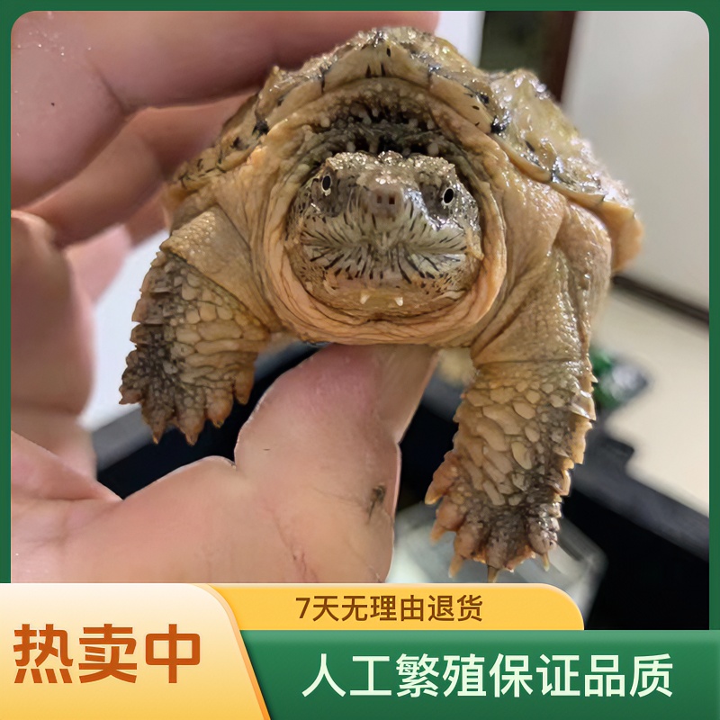 人工繁殖宠物观赏龟佛鳄饲养晒背适合养龟爱好者大鳄龟