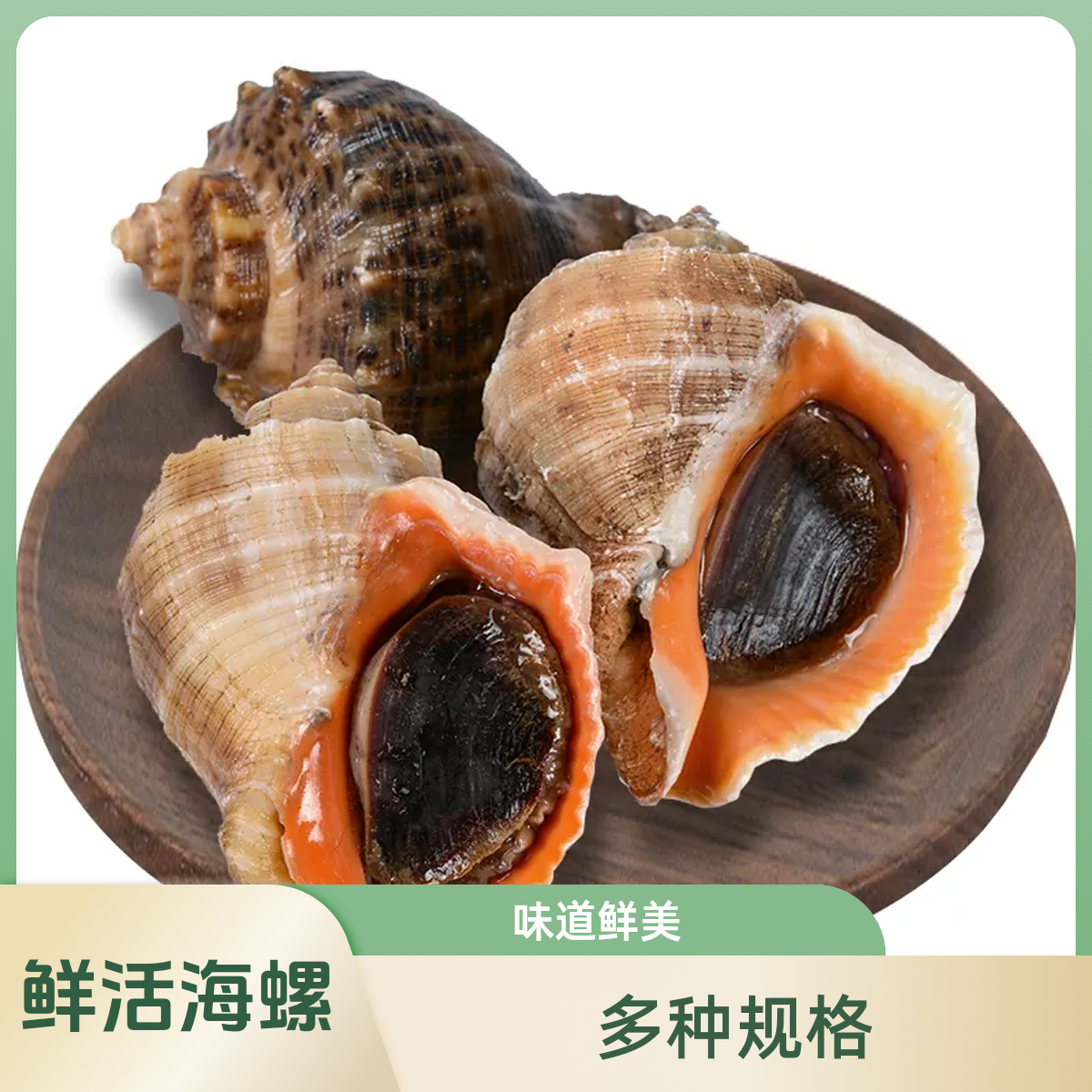 连云港 严选鲜活海螺 （3斤海螺送大蛤蜊2斤）多种规格，自由选择