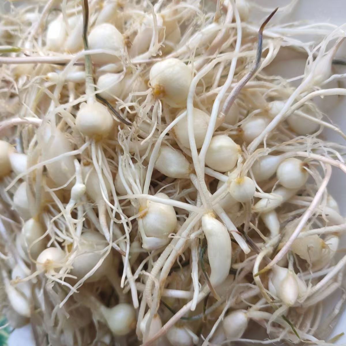 东北2024小头蒜大脑瓜崩现挖小根蒜一斤包邮