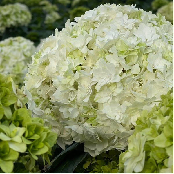 无尽夏的花园   （安妮公主）阳台庭院露台花园庭院绣球花卉植物