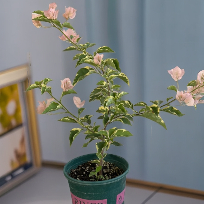 马斯三角梅可垂飘可爬藤花叶奶茶色奶茶粉