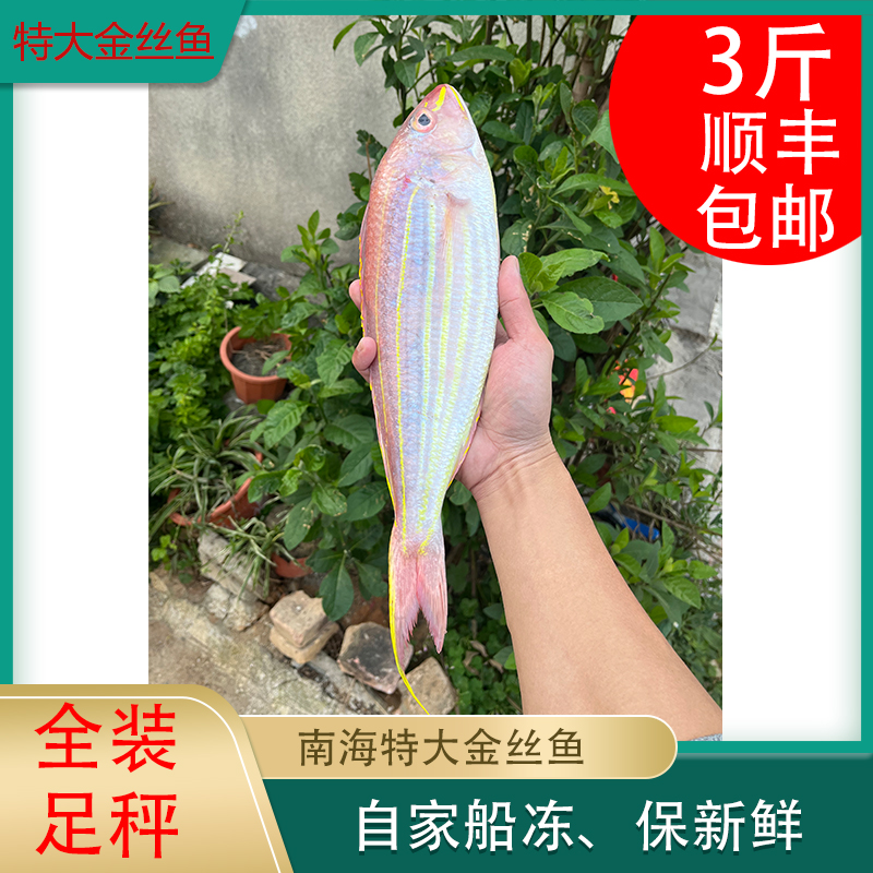 北部湾金丝鱼 金线鱼 特大号金钱鱼红衫 红三船冻 保新鲜渔场