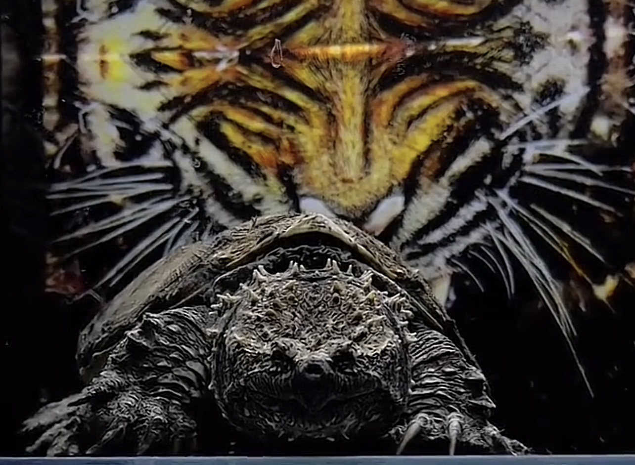 【老三龟宠】爆刺大小苗子禄子亚成活物水族观赏宠物龟