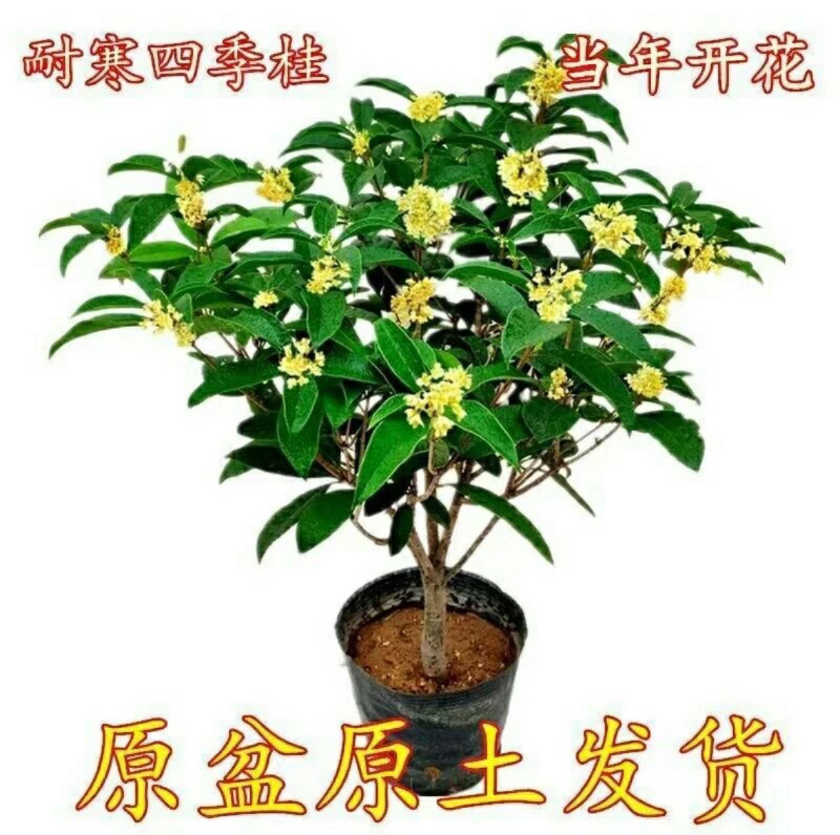 精品四季花卉桂花《十二年苗》一物一拍别墅庭院种植