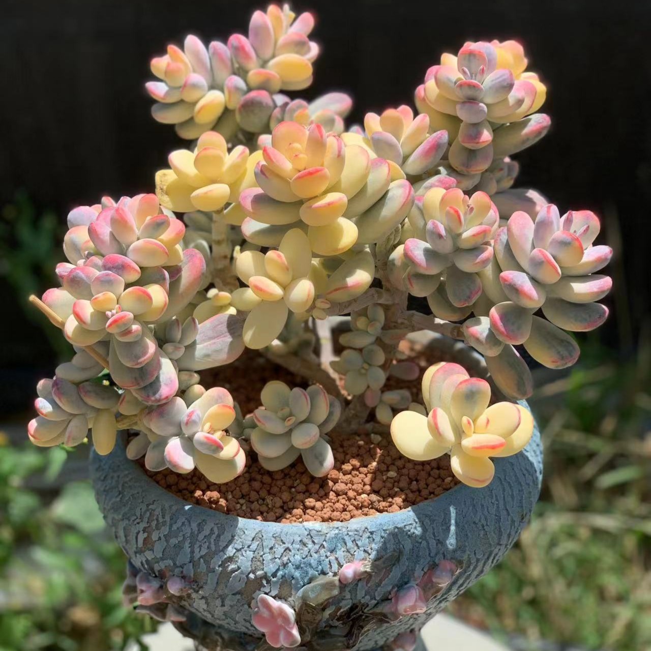 精品多肉植物花①号商品～ 12-3