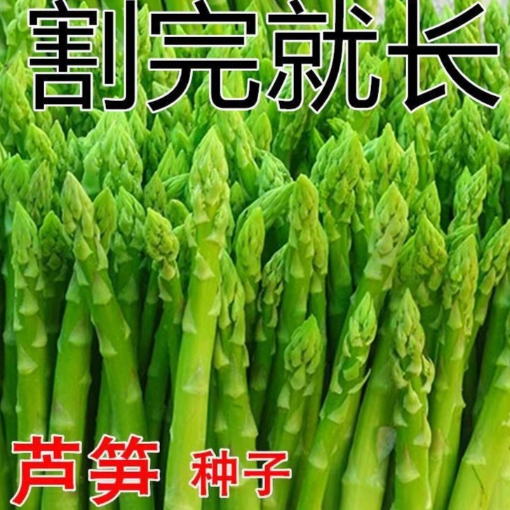 【绿芦笋芦笋种子】四季种植蔬菜之王进口种籽抗热耐寒高营养蔬种球