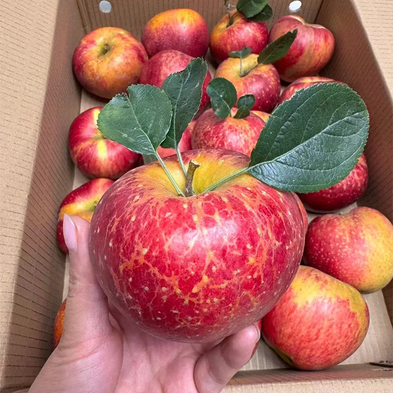 当季云南昭通红富士 糖心丑苹果 核心产区新鲜水果脆甜多汁