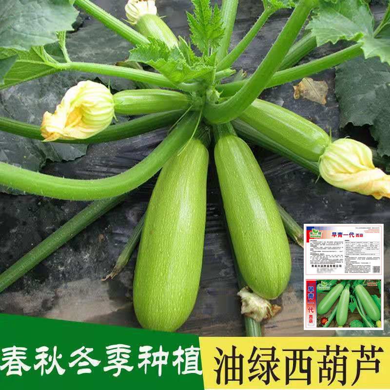 【高产西葫芦种子】肉质细嫩早熟春秋冬季蔬菜种子