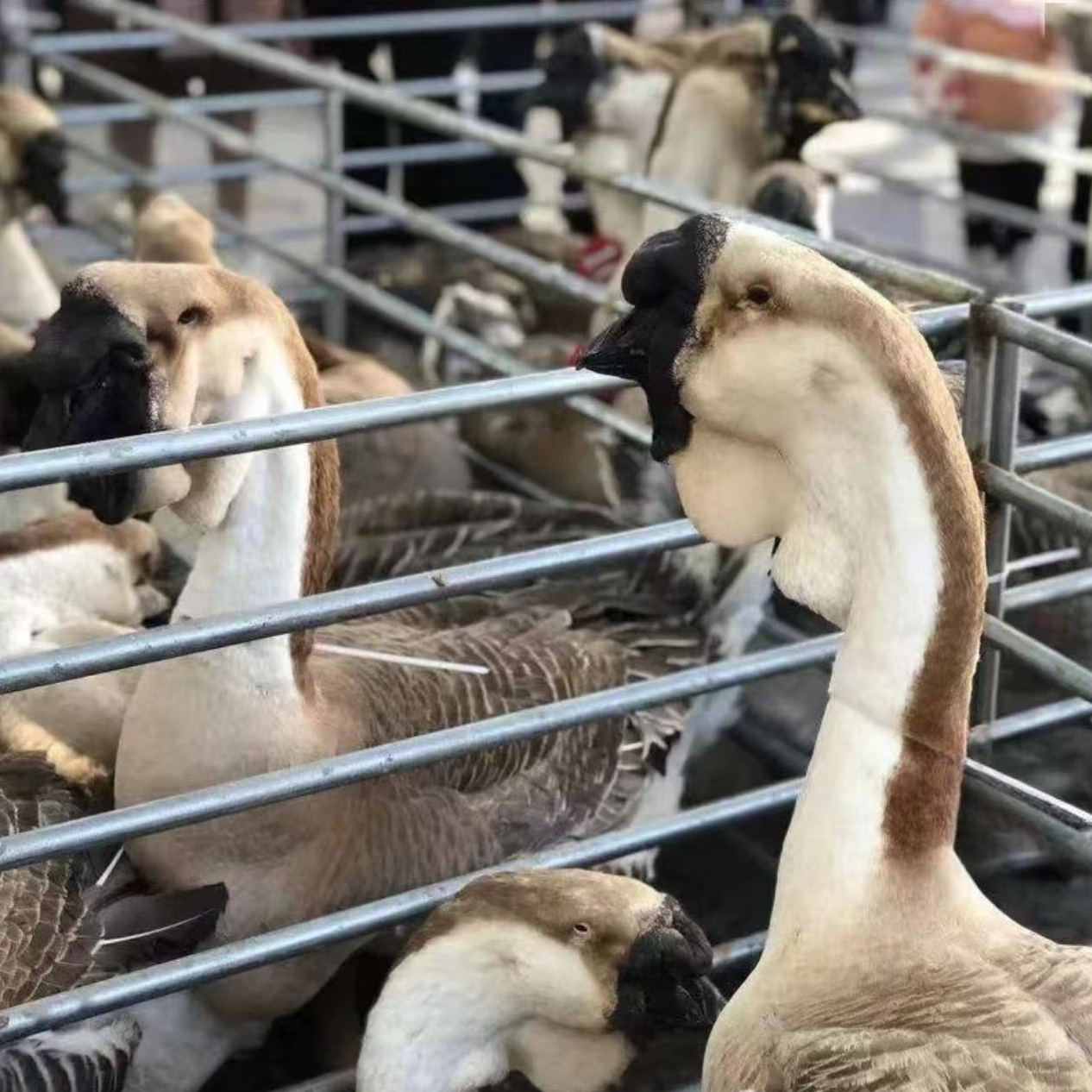 (一斤左右)特大种狮头鹅肉肉干肉质鲜美顺丰速运