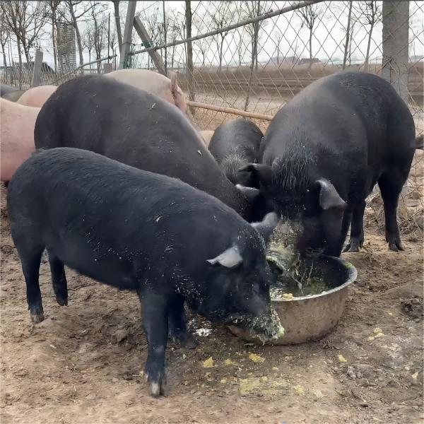生态散养黑猪肉5斤