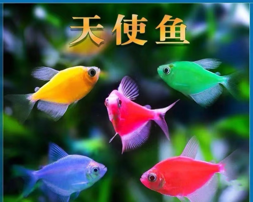 天使观赏鱼 乌市发货 淡水观赏鱼小型热带鱼大型冷水鱼疆内包活