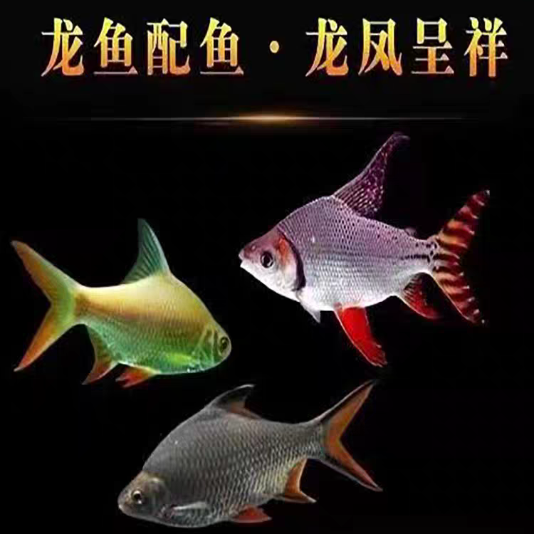 金元宝银元宝柠檬鲫乌市发货淡水观赏鱼小型热带鱼冷水鱼疆内包邮