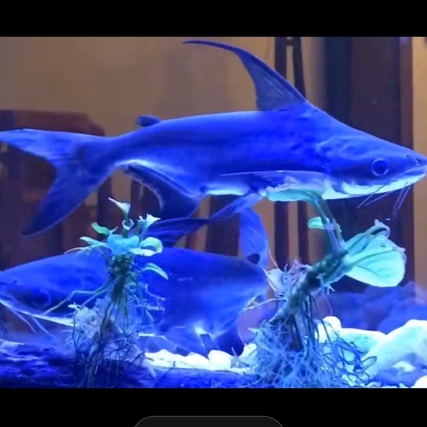高鳍鲨虎鲨观赏鱼乌市淡水观赏鱼大型热带鱼清洁鱼吃垃圾包活包邮